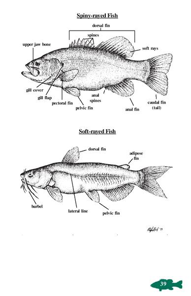 fish pelvis