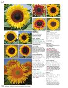 Zohar Sunflower